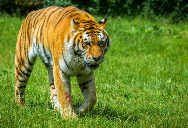 Kaplan Longleat Safari Park Haziran 2016 yılında sinsi sinsi
