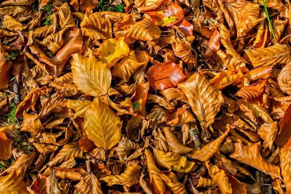 Hojas de otoño de oro, verde y marrón — Foto de Stock