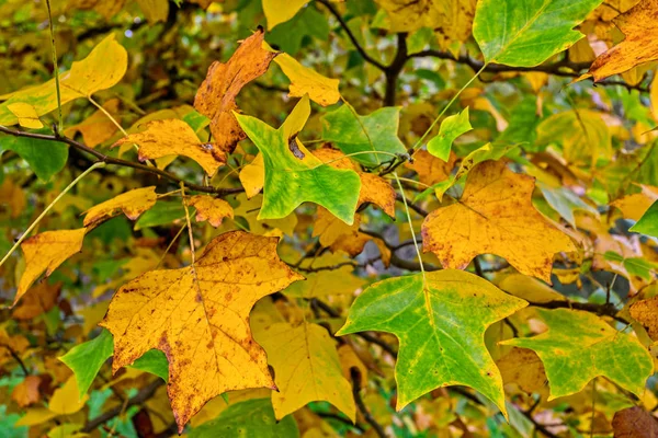 Folhas de outono douradas, verdes e marrons — Fotografia de Stock