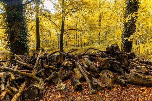 Sonbahar Orman ve günlük kazık