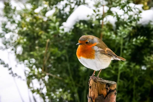 Boże Narodzenie sceny z Robin redbreast wznosi się na post na tle ośnieżonych — Zdjęcie stockowe