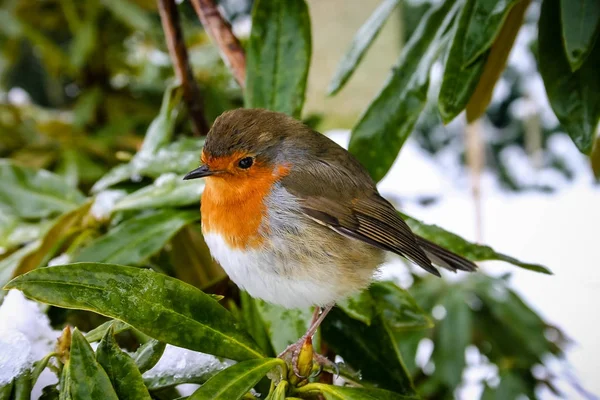 Scène de Noël avec Robin redbreast sur fond neigeux — Photo