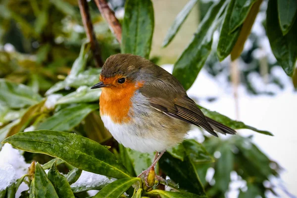 Robin gerdan karlı zemin üzerine ile Noel sahne
