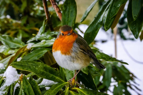 Boże Narodzenie sceny z Robin redbreast na tle ośnieżonych — Zdjęcie stockowe