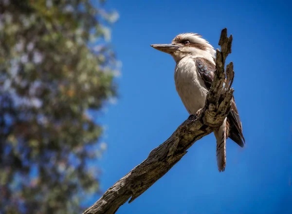 Kookaburra ptak siedzący na gałęzi niebieskim tle — Zdjęcie stockowe