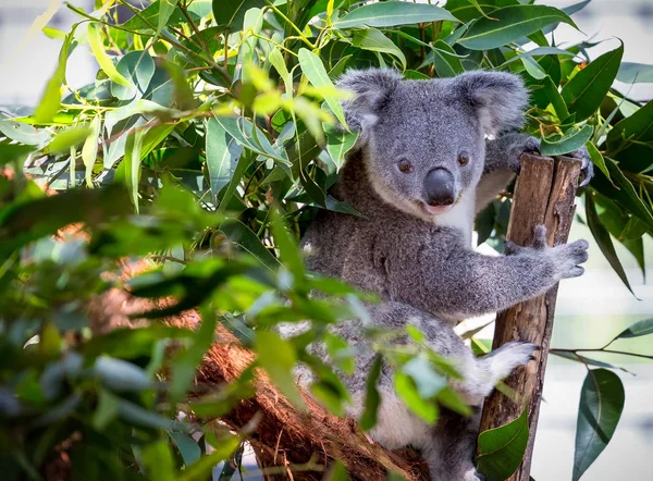 Miś koala, wspinaczka drzewa — Zdjęcie stockowe