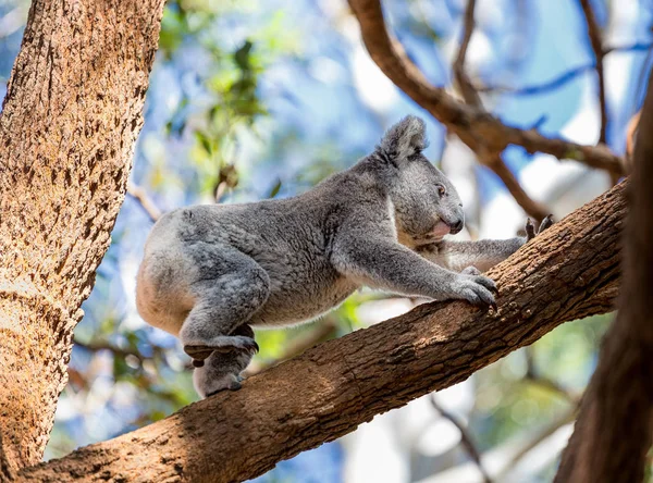 Koala Bear climbing in tree