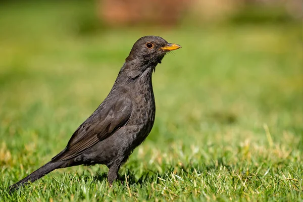 Close Zijaanzicht Van Vrouwelijke Merel Gras — Stockfoto