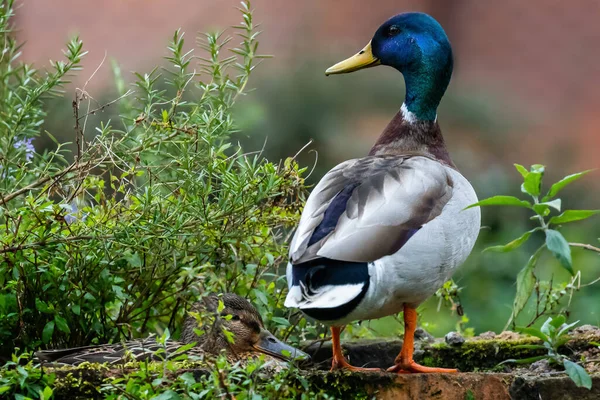 Närbild Par Mallard Ducks Hane Och Hona Ovanpå Färgglada Igenväxta — Stockfoto