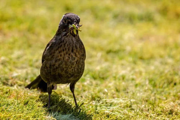 Närbild Kvinnliga Blackbird Med Näbb Full Maskar Och Grubbar — Stockfoto