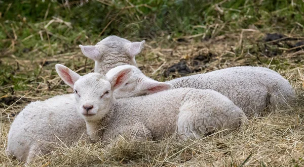 Close up of small group of cute Spring lambs in English countryside