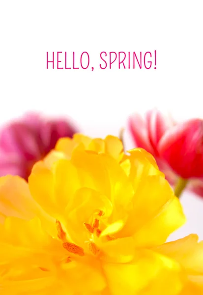 Carte postale avec tulipes jaune vif et rose et le texte Bonjour, printemps — Photo