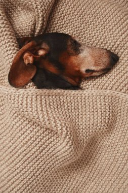 Dachshund köpeği örülü bir battaniyenin altında yatıyor.