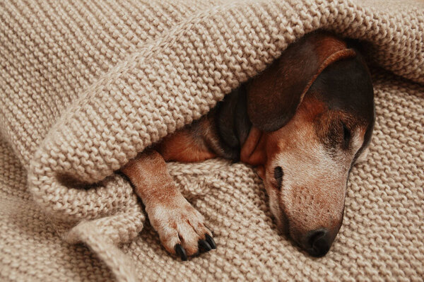 The Dachshund dog sleeps under a knitted blanket