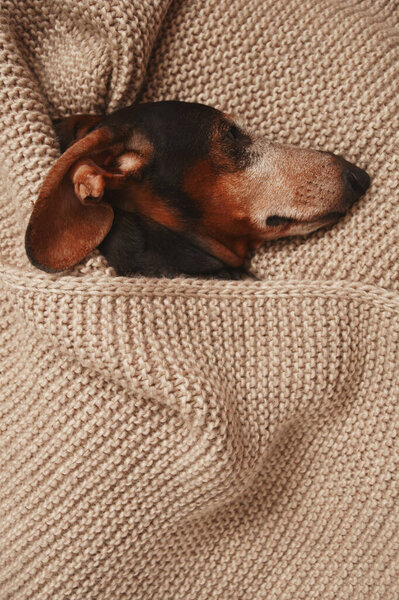 The Dachshund dog is lying under a knitted blanket