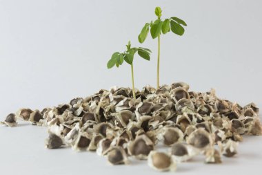 Küçük Moringa ağacı ve beyaz arka plandaki tohumlar - Moringa oleifera