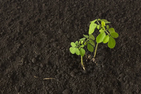 Arka planda küçük Moringa ağacı - Moringa oleifera
