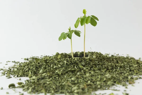 Küçük Moringa ağacı ve beyaz arka planda yapraklar - Moringa oleifera