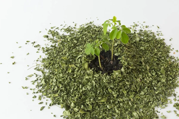 Küçük Moringa ağacı ve beyaz arka planda yapraklar - Moringa oleifera