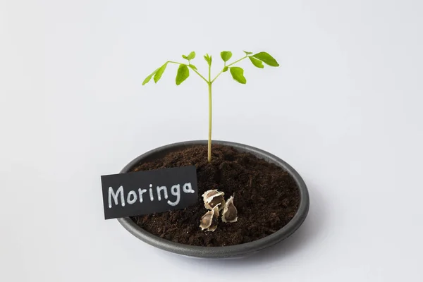 Bir tohum ve üç Moringa tohumu. Siyah kaseye konmuş. Arka plan beyaz. Ön görünüm.