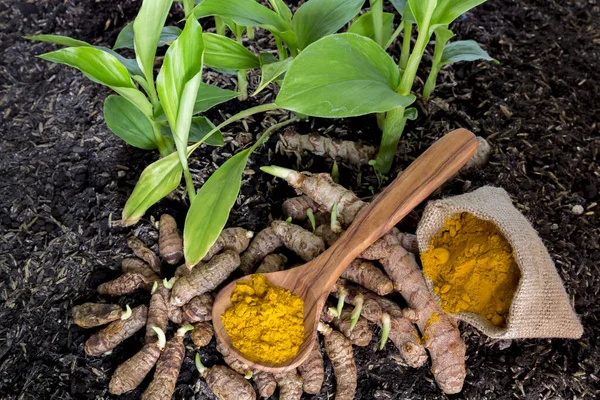 Små Plantor Och Rötter Gurkmeja Curcuma Pulver Träsked Trä Bakgrund — Stockfoto