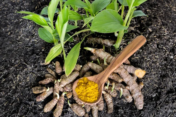 Piccole Piantine Curcuma Radici Uno Sfondo Legno Curcuma — Foto Stock