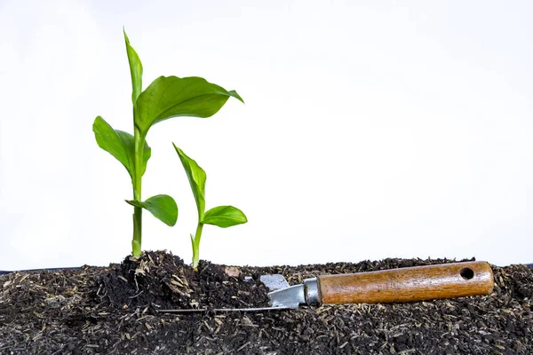 Pequeñas Plántulas Raíces Cúrcuma Sobre Fondo Madera Cúrcuma — Foto de Stock