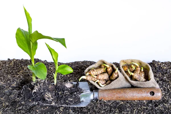 Pequeñas Plántulas Raíces Cúrcuma Sobre Fondo Madera Cúrcuma — Foto de Stock