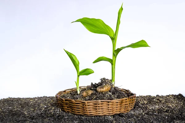 Pequeñas Plántulas Raíces Cúrcuma Sobre Fondo Madera Cúrcuma — Foto de Stock