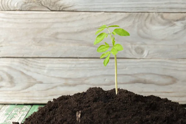 Moringa on a background of earth and wood. Front view - Moringa Oleifera