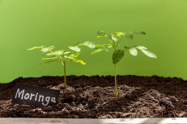 Yeşil arka planda iki Moringa fidanı. Ön manzara - Moringa Oleifera