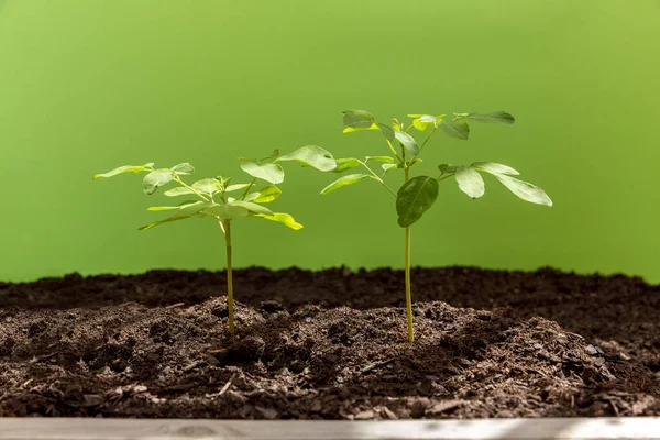 Yeşil arka planda iki Moringa fidanı. Ön manzara - Moringa Oleifera