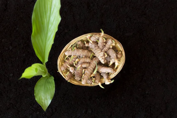 Liten Gurkmeja Fröplanta Rötter Svart Botten Bakgrund Curcuma Longa — Stockfoto