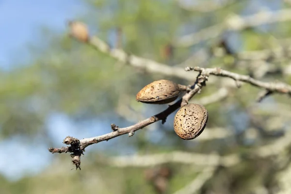 Twig Almond Seeds Blue Background Fruit Used Preparation Sweets — Stock Photo, Image