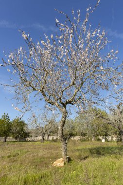 Beyaz ya da pembe tonlarda beş yapraklı güzel çiçekleri olan bir ağaç. Bu ağaçtan meyveler ve tohumları ortaya çıkacaktır. Onlar Mallorca 'nın bademleri..