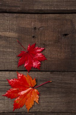 Eski vintage ahşap arka plan üzerinde sonbahar yaprakları.