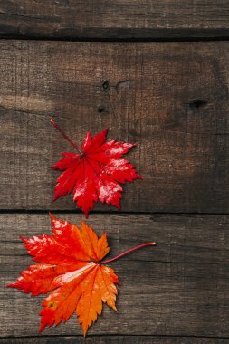 Eski vintage ahşap arka plan üzerinde sonbahar yaprakları.