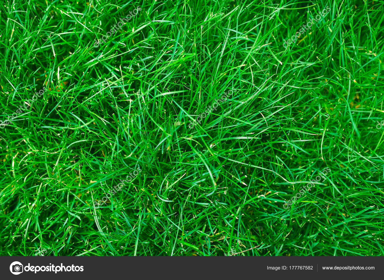 трава. мятлик луговой для газона. G eras. травянистая поляна. нетравяной газон.
