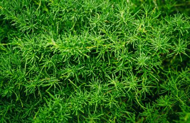 Güzel, parlak, zengin, yeşil çim. Bahçede ya da bahçede çim