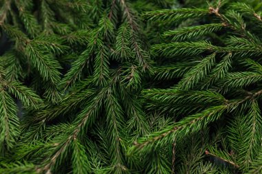 Noel, yeşil renkli. Metin için arka plan. Ağaç