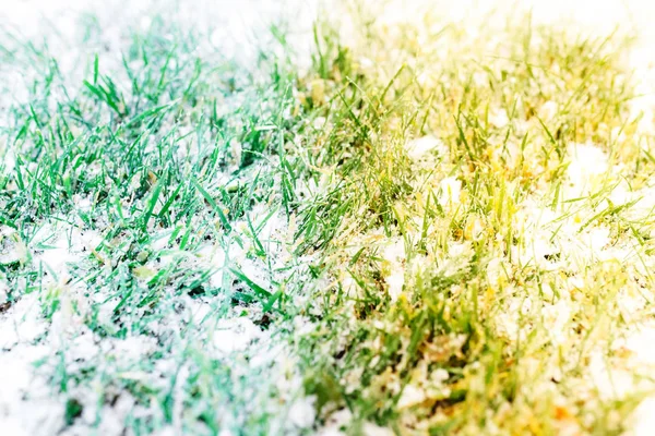 Lato Zima Zielona Trawa Pokryta Śniegiem Piękne Tło Śnieg Odosobnionym — Zdjęcie stockowe