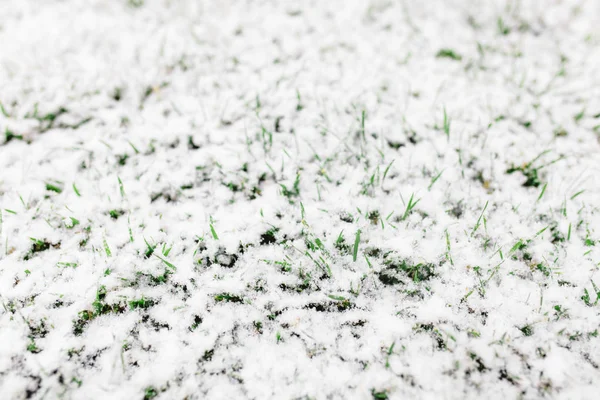 Зеленая Трава Покрытая Снегом Красивый Фон Белоснежка Изолированное Место Текста — стоковое фото