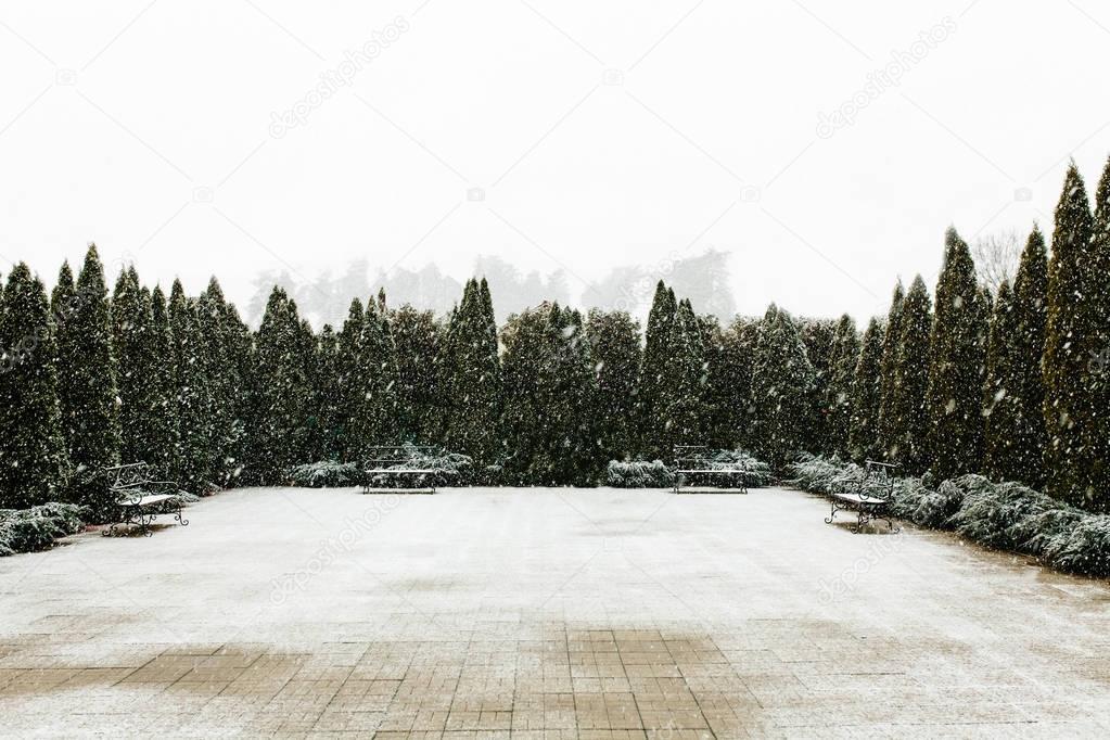 Empty yard surrounded by tree, around it's snowing.