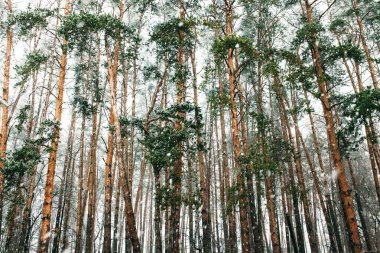 Kışın uzun boylu pines gövdeleri. Sokakta kar, güzel doğası işte.