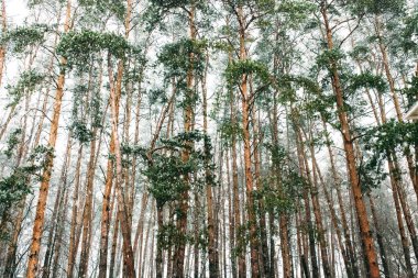 Kışın uzun boylu pines gövdeleri. Sokakta kar, güzel doğası işte.