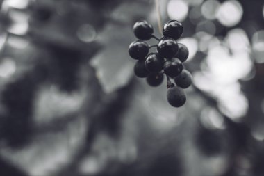 Üzüm asma, arka plan resmi, metin reklam için uygun üzerinde tek bir demet