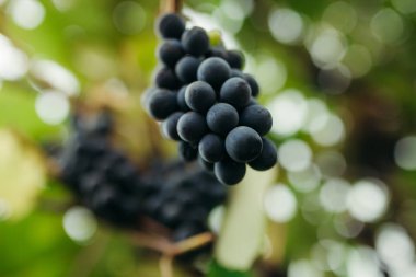 Üzüm asma, arka plan resmi, metin reklam için uygun üzerinde tek bir demet