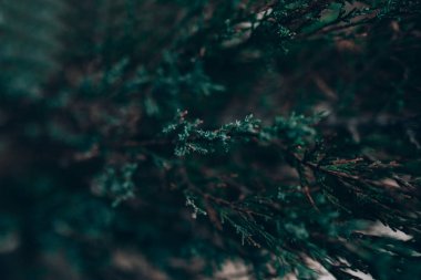 Mazı (bitki), Unutulmayan, arka plan resmi metni eklemek için yeşil twigs