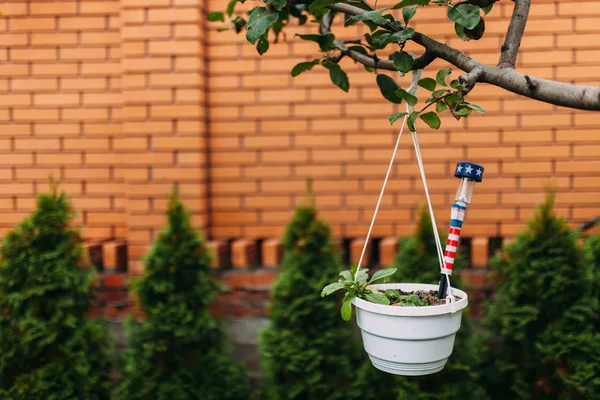 Brick wall,tree ,pot,green thumb,background image ,suitable for text insertion