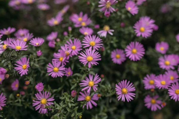 Spray Fiori Colore Lavanda Immagine Sfondo Adatto Inserimento Testo — Foto Stock